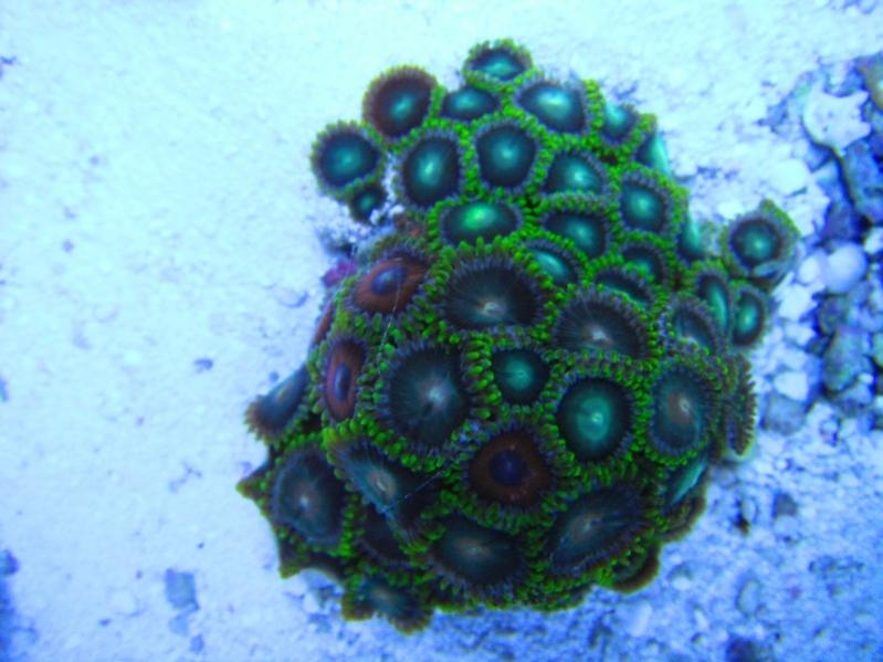21 Zoanthus  40.00