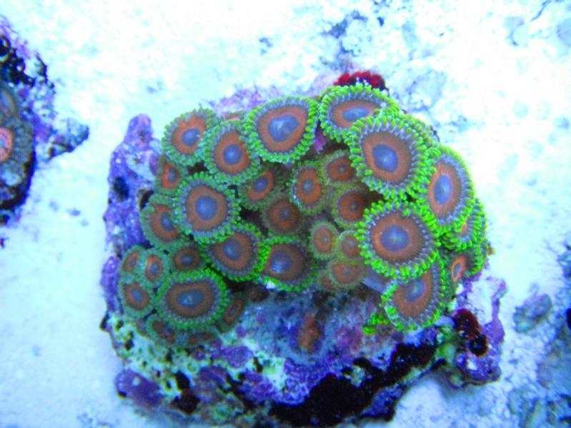 19 Zoanthus  40.00