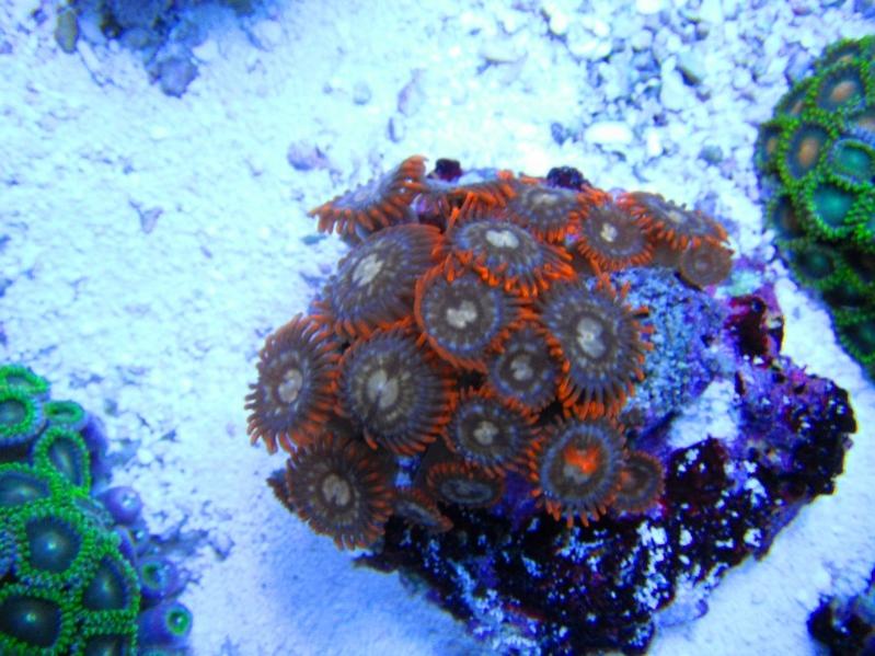 17 Zoanthus  40.00