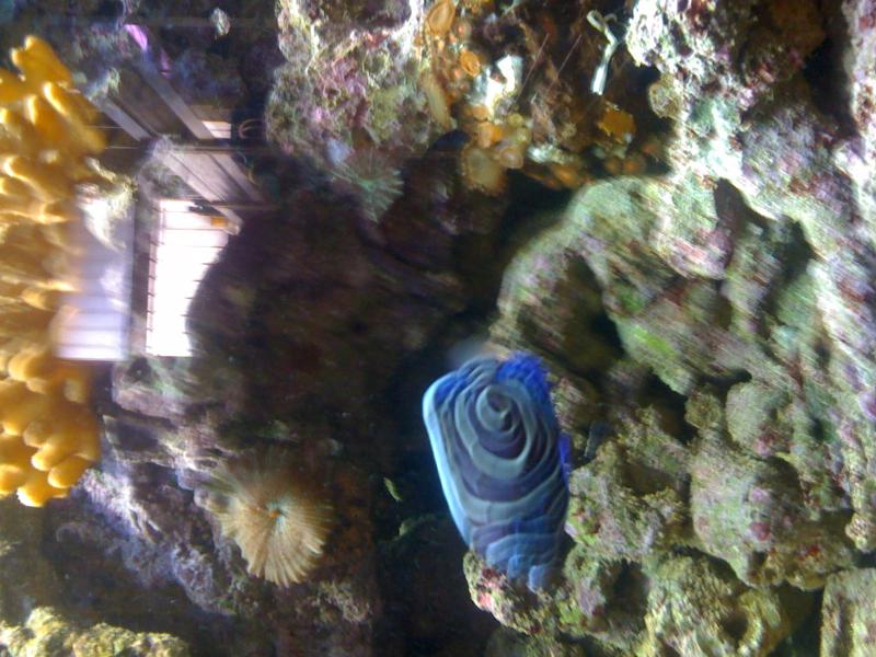 foto tel 267