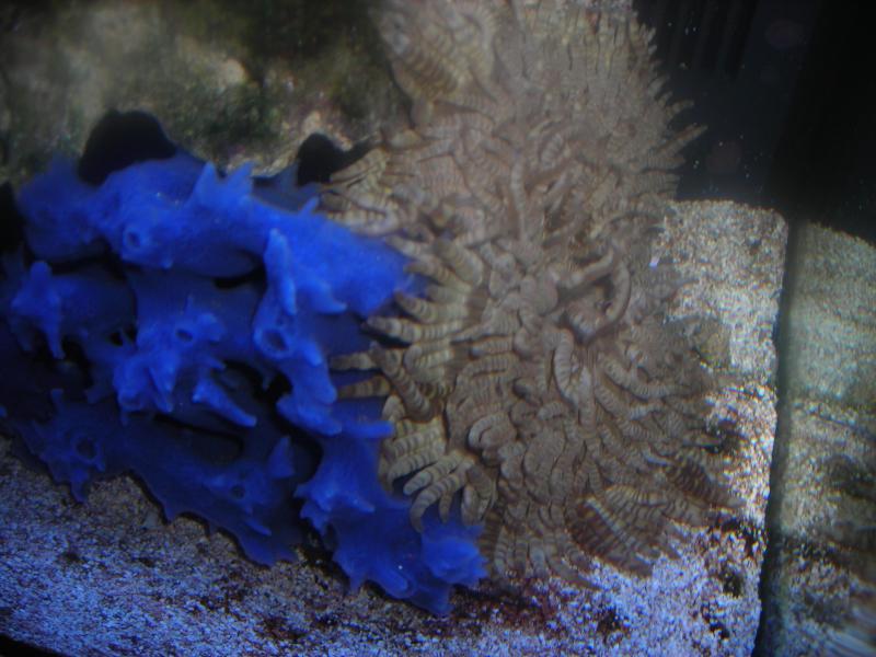spugna con anemone in movimentu