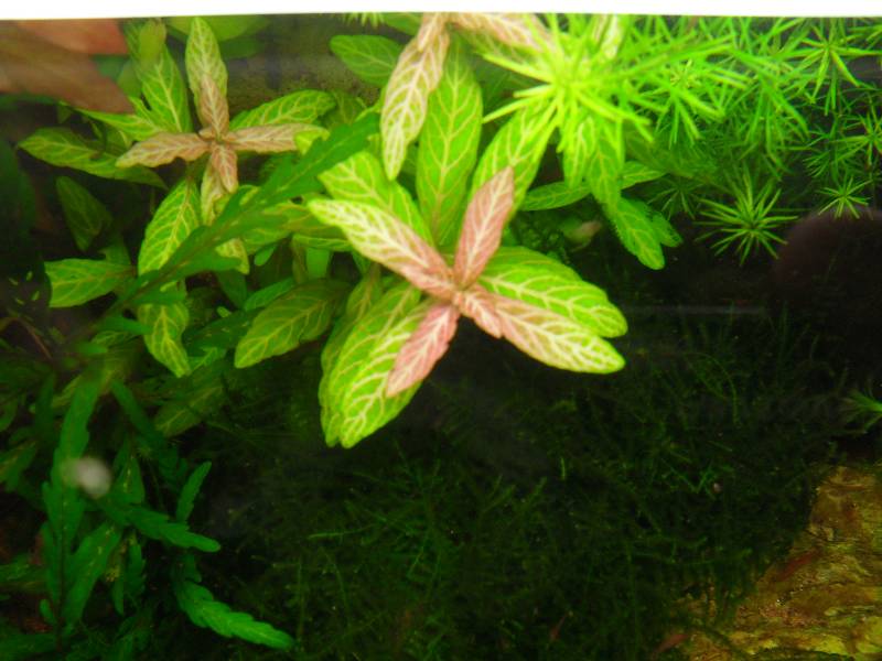 Hygrophila Polysperma var. Rosanervig