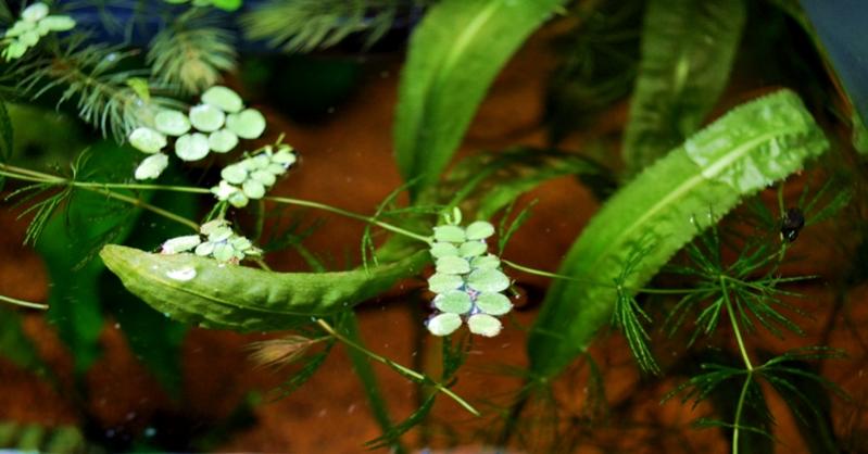 Salvinia natans