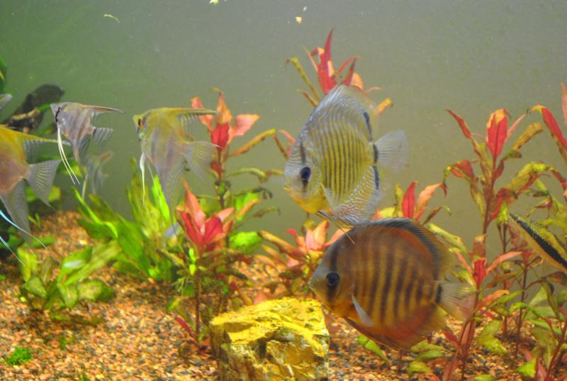 Discus
