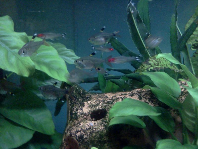 I tetra 1