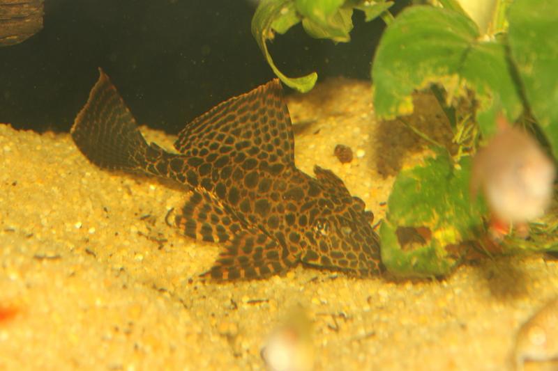 gibbi