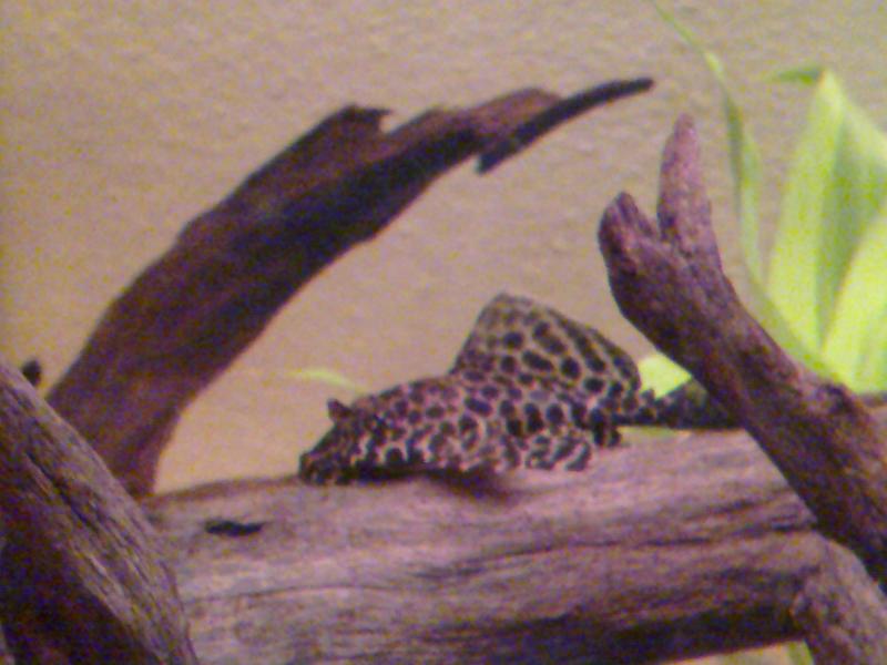 pterygoplichths gibbiceps