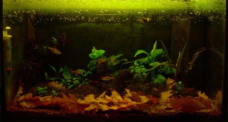 Acquario