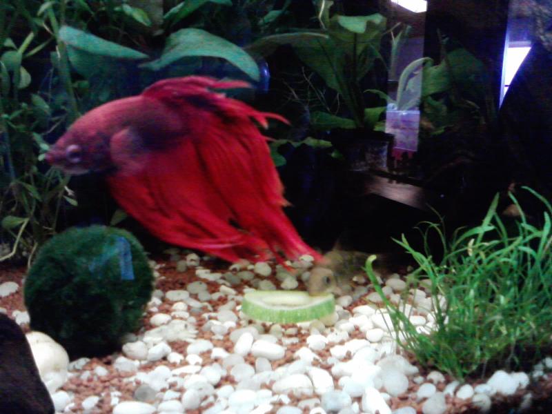 Betta e Garra Rufa