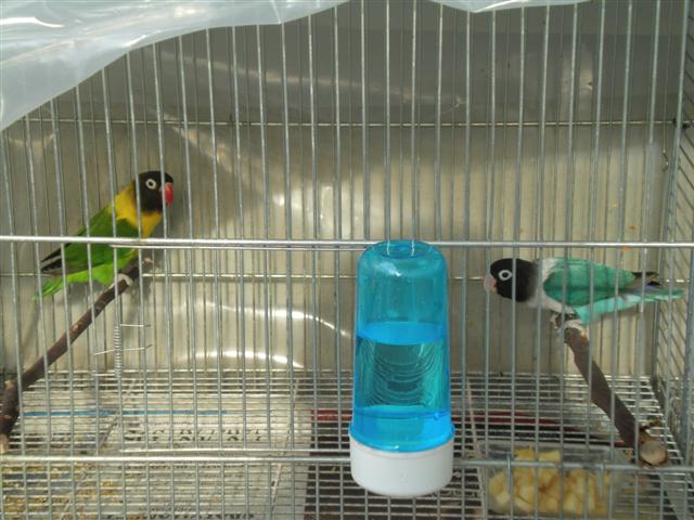Aga personata (Small)