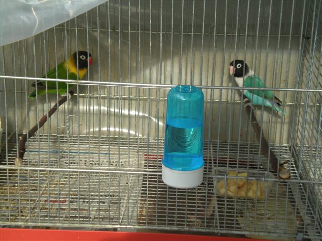 Agapornis Personata (Small)