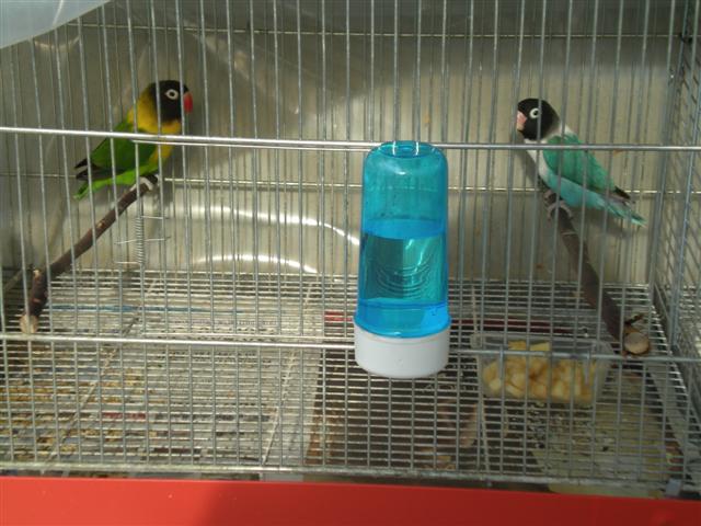 personata (Small)