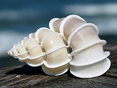 230px Epitonium scalare shell