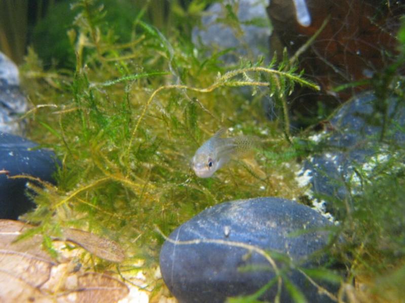 Trichopsis Pumila