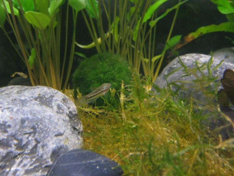 Pumila e caccia!