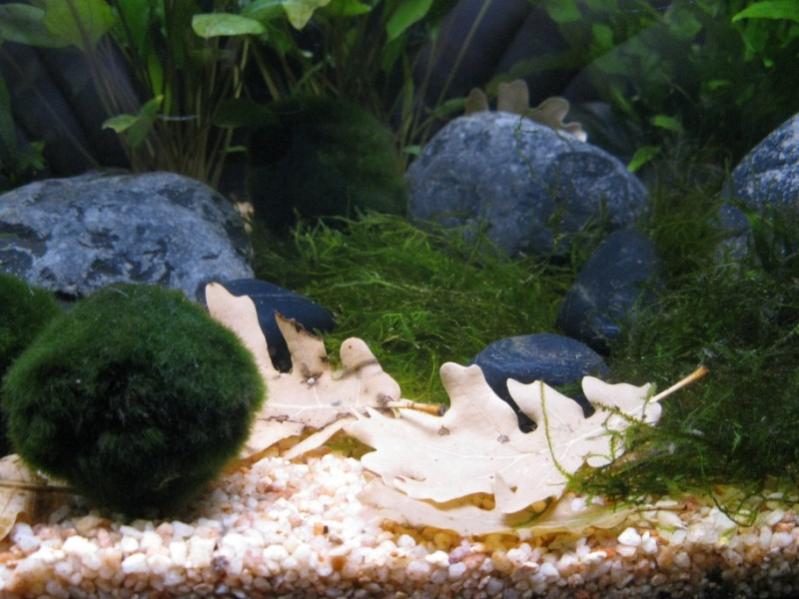 vasca naturale con microfauna