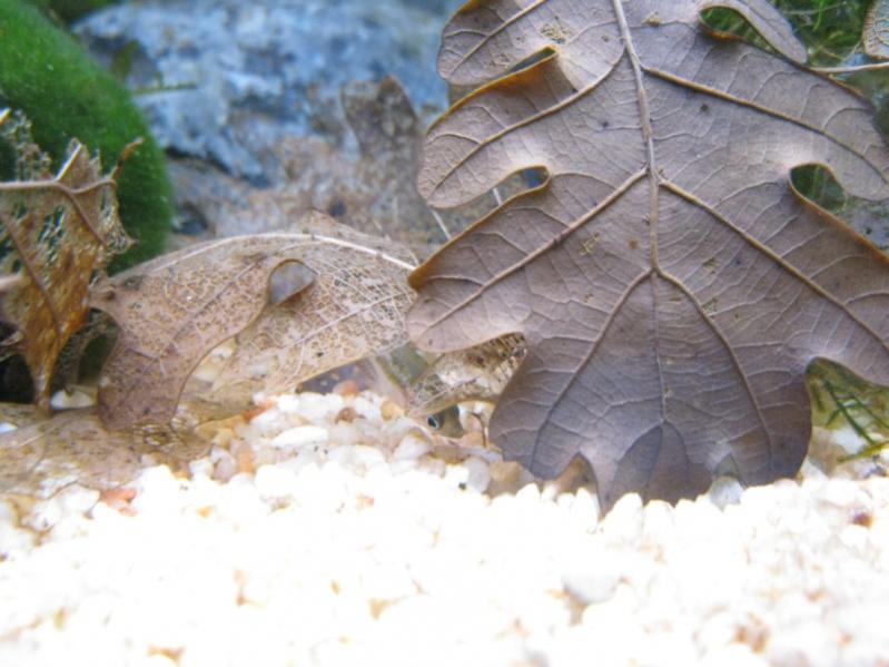 Pumila a caccia di Ostracodi tra le foglie!