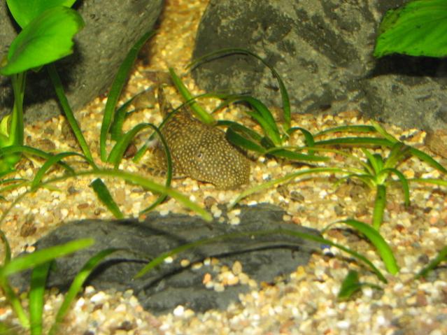 Ancistrus sp. femmina