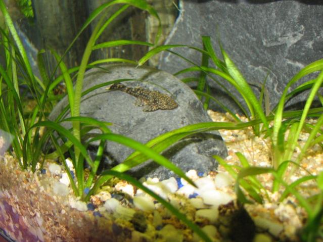 Giovane ancistrus