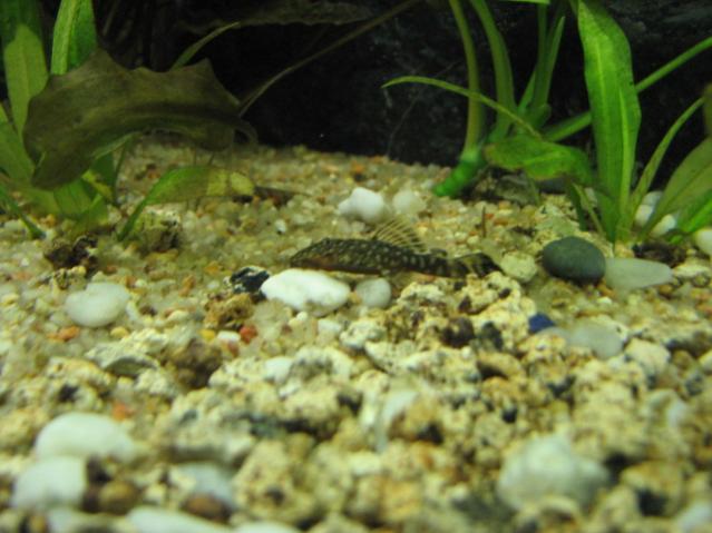 Giovane Ancistrus in accrescemento