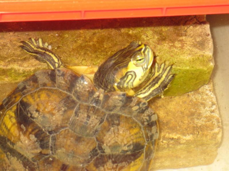 Trachemis scripta scripta adottata per un periodo in una vasca in giardino!