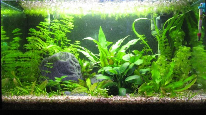 Acquario 80 litri