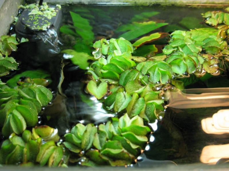 Salvinia