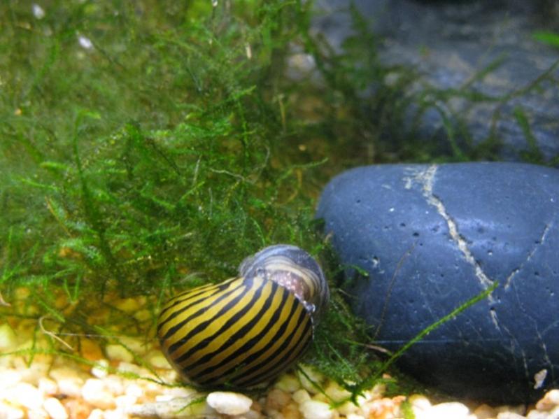 Neritina zebra