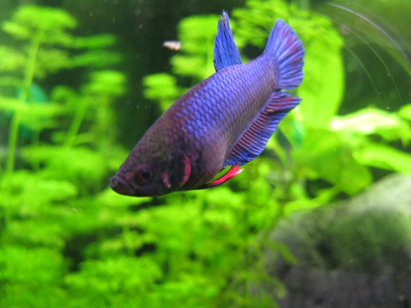 Maschio Plakat Blu