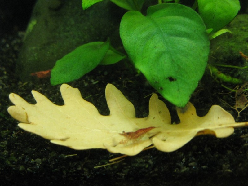 Caridina su una foglia di quercia