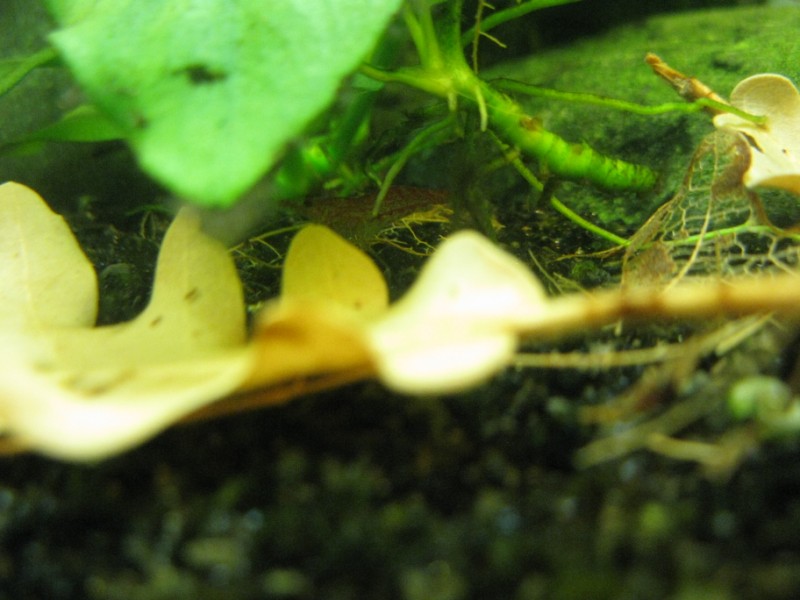 Caridina nascosta