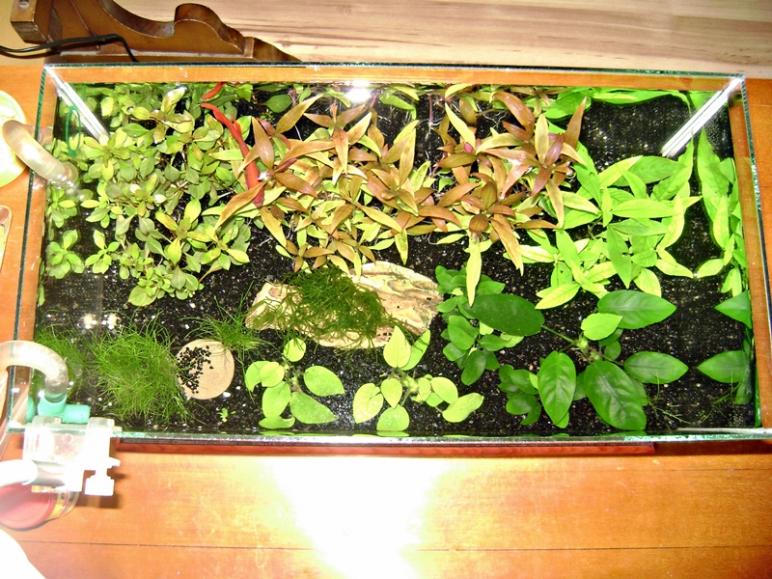 acquario6