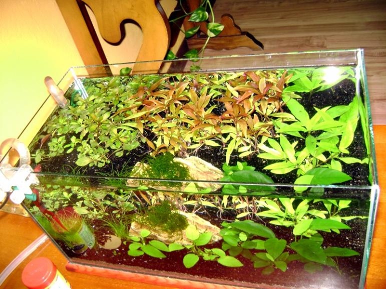 acquario5