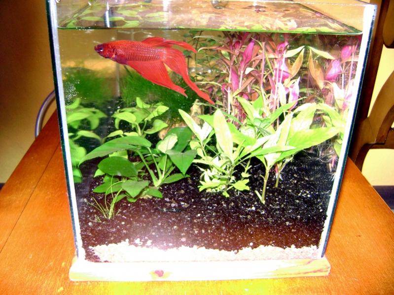 acquario4