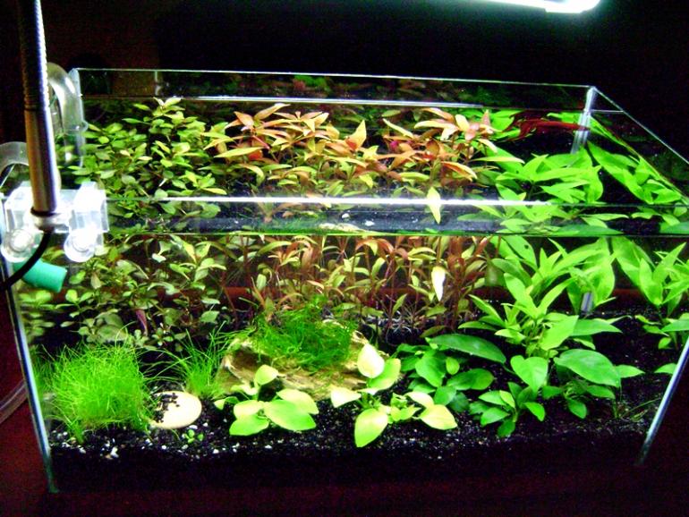 acquario2