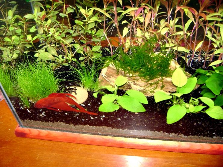 acquario1