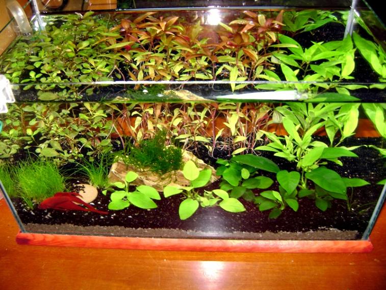 acquario