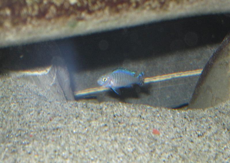 Socolofi giovane 2cm
