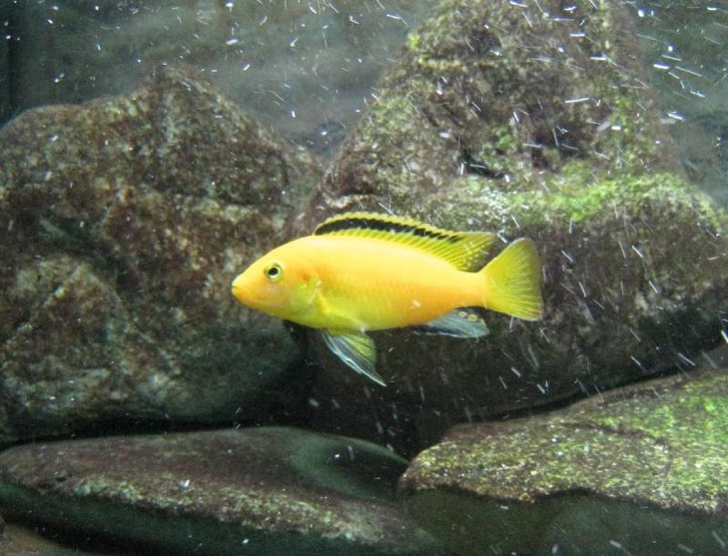 Labidochromis caeruleus maschio