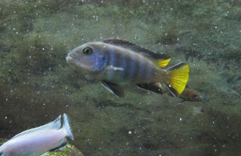 elongatus maschio