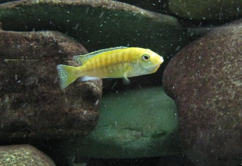 Labidochromis Caeruleus femmina con uova