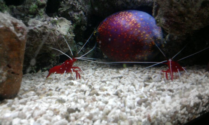 pseudocolochirus violaceus non lo consiglio per vasche piccole