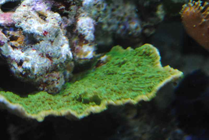 DSC 0318