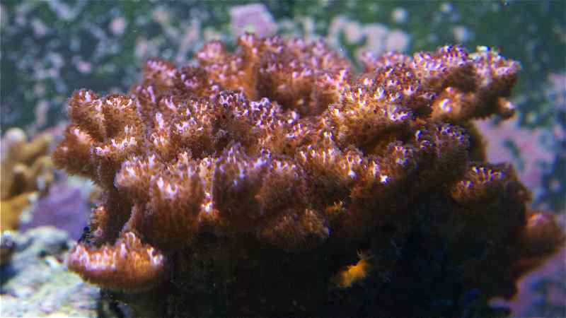 DSC 0320