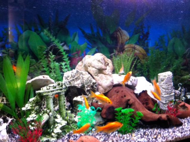 acquarioallestito