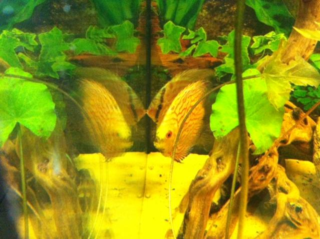 discus1
