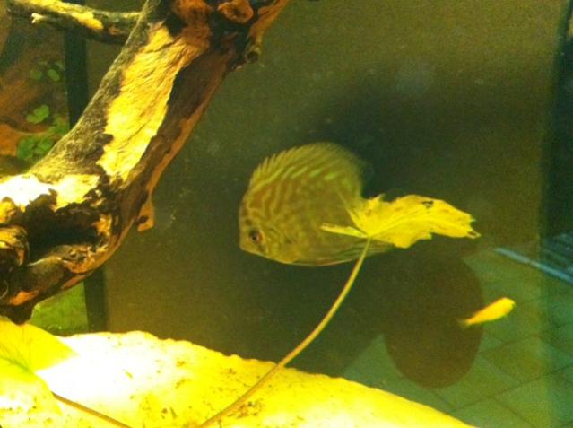 discus2