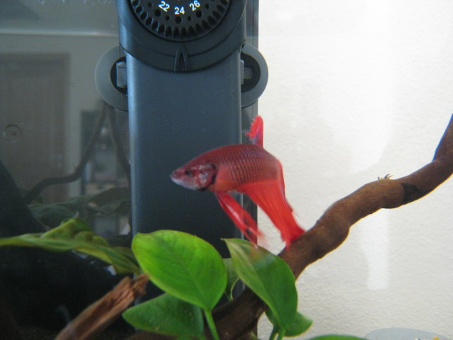 betta