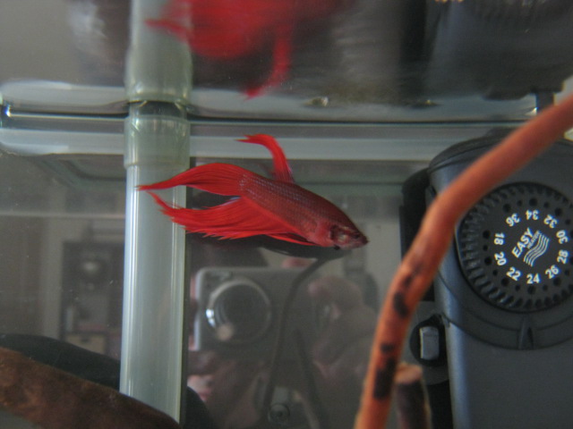 betta