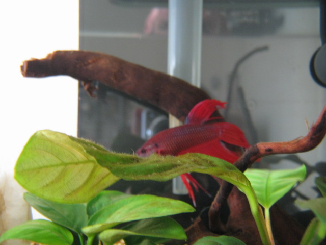 Betta dietro la foglia
